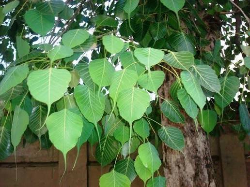 Ayurveda care Ballia Facility Photo 3