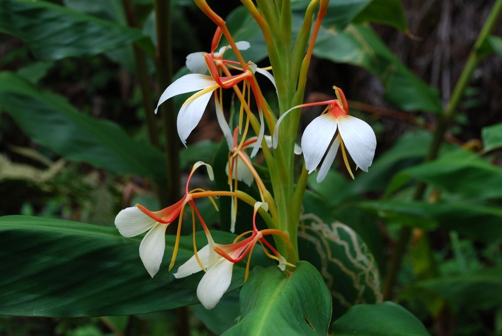 Gandhapalashi