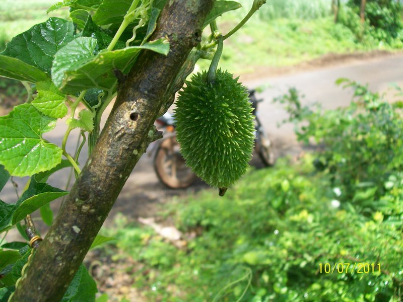 Karkotaki