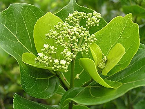Agnimantha