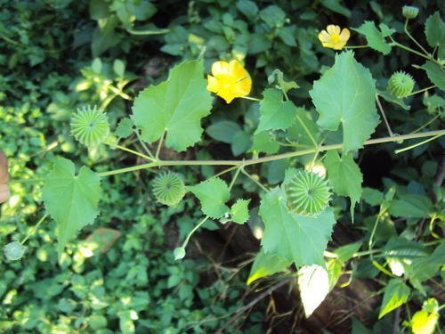 Atibala