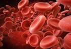 10 Foods to Increase Hemoglobin Levels in the Body