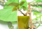 What is Giloy? Uncovering its Incredible Benefits for Skin, Digestion, and More