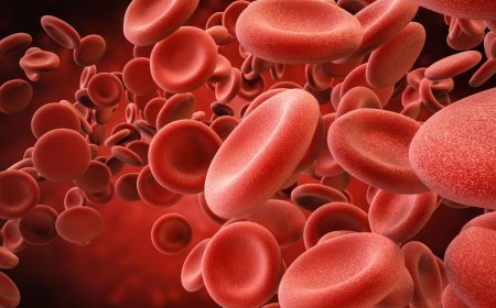 10 Foods to Increase Hemoglobin Levels in the Body