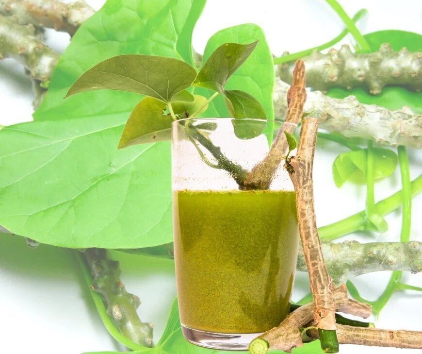 What is Giloy Giloy Benefits You Ayurveda